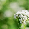 蕎麦の花の咲く頃