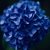 紫陽花に寄せる想い e