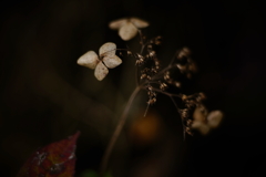 紫陽花に寄せる想い 補遺 16