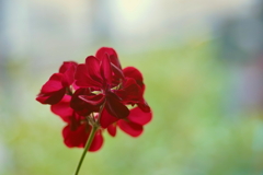紅い花