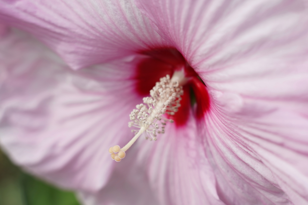 花芯 f
