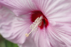 花芯 f