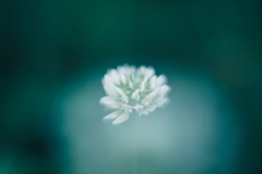 白い花咲く頃 d