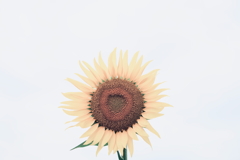 日輪の花