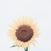日輪の花