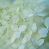 紫陽花に寄せる想い u