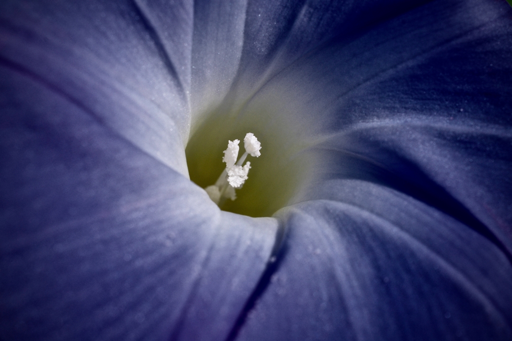 おはようの花