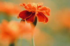 オレンジ色の刻 e