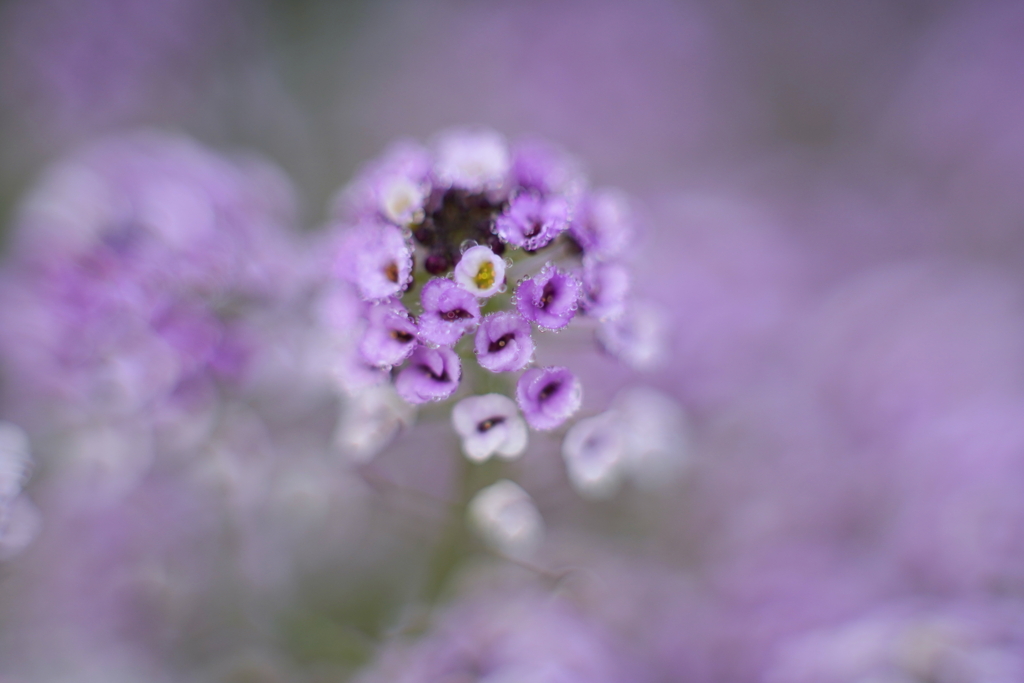 小さな花が色づく時 3
