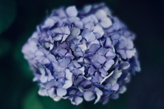 紫陽花に寄せる想い g