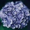 紫陽花に寄せる想い g