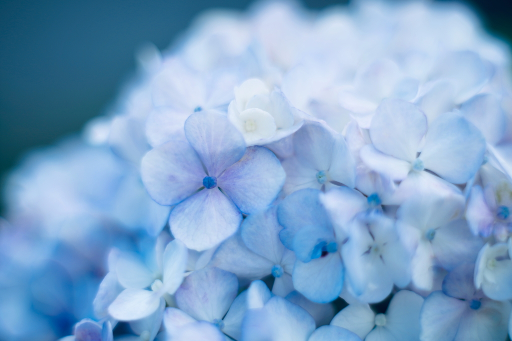 紫陽花に寄せる想い 補遺 7