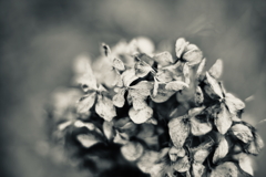 冬紫陽花 23