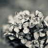 冬紫陽花 23