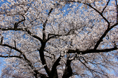 桜の季節 2 -春の樹形-