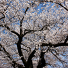 桜の季節 2 -春の樹形-