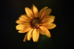 路傍の花 補遺4