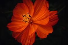秋の花