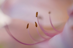 蕊 3