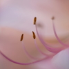 蕊 3