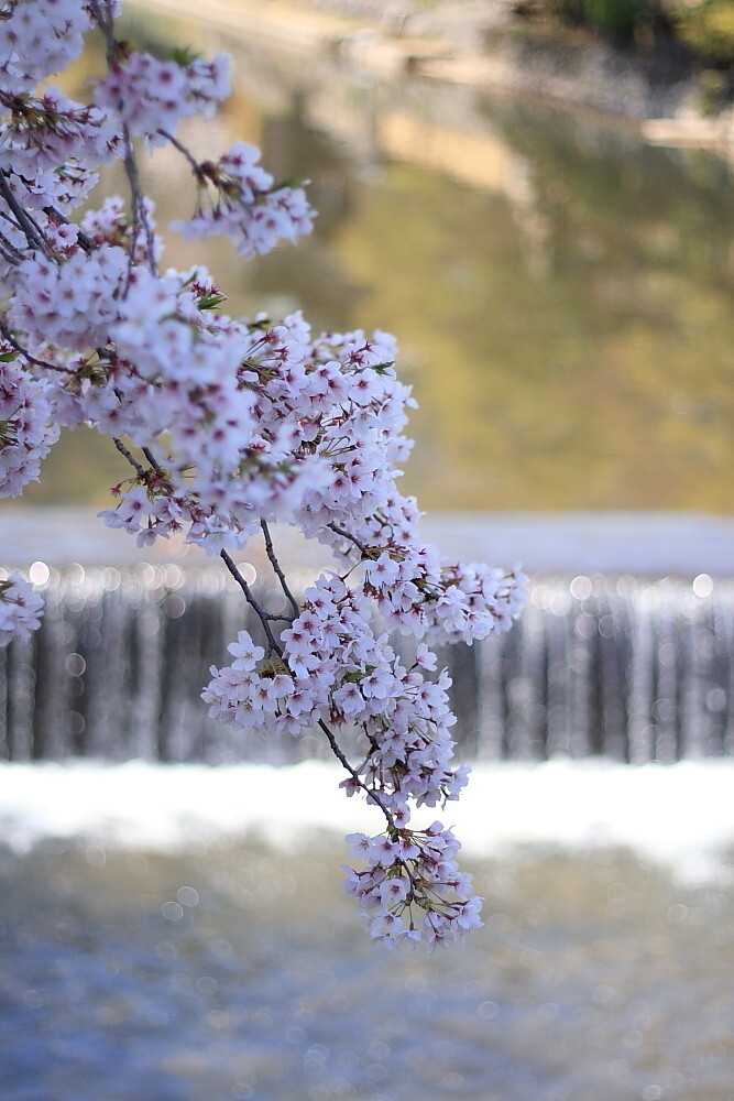桂川と桜