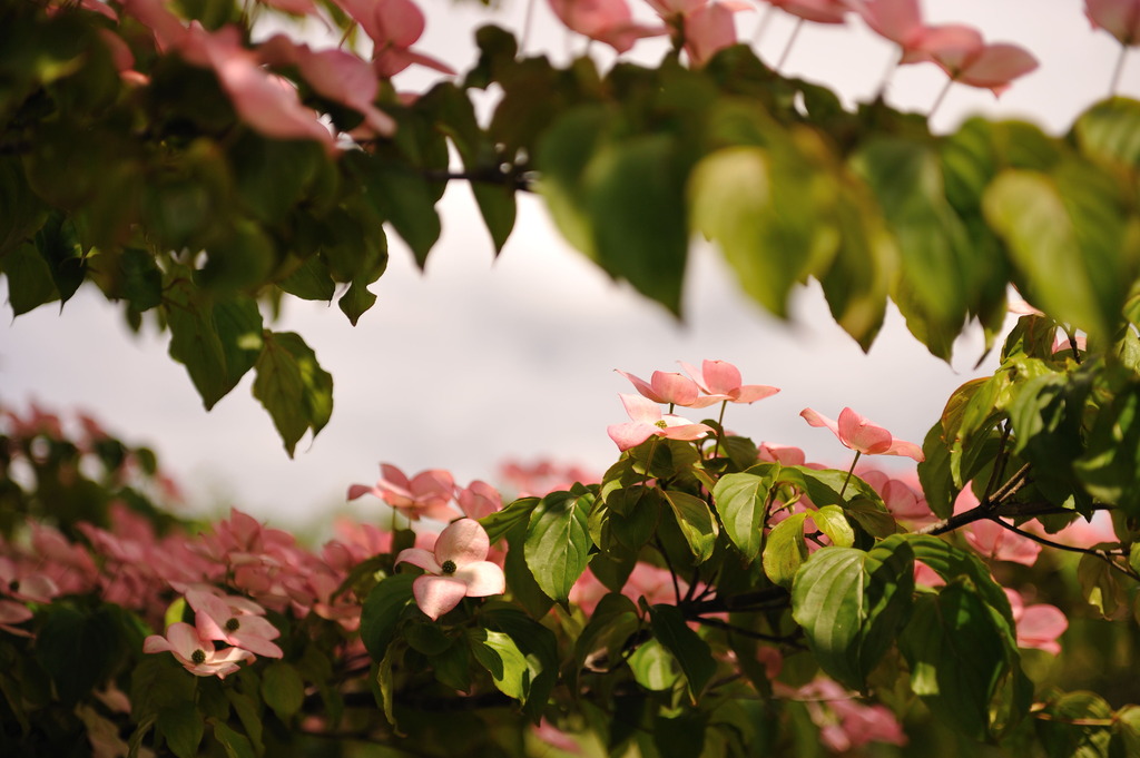 ヤマボウシの花