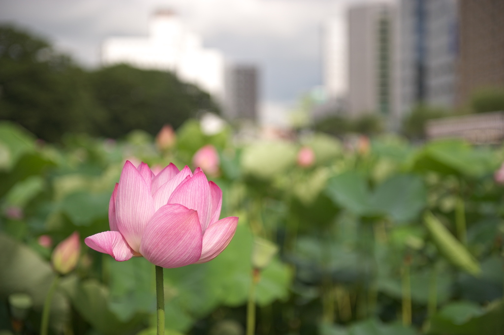 千秋公園にて