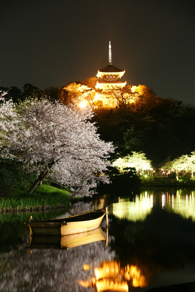 三渓園の夜桜