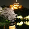 三渓園の夜桜