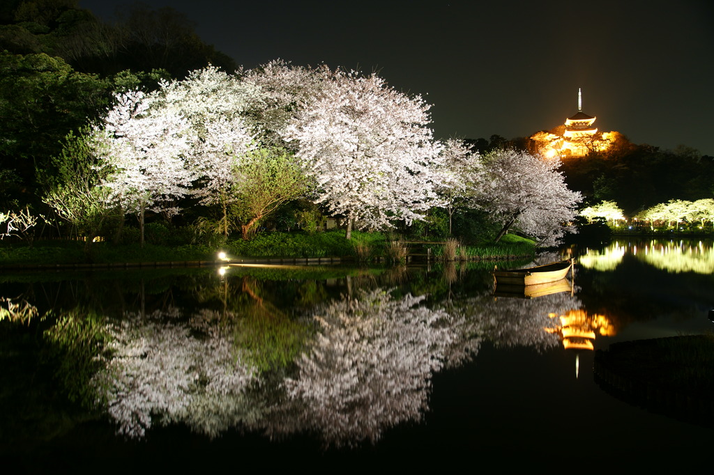 三渓園の夜桜