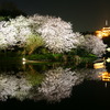 三渓園の夜桜