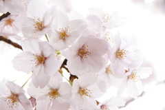 桜
