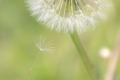 綿毛その3