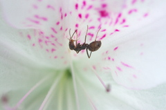 蟻と花