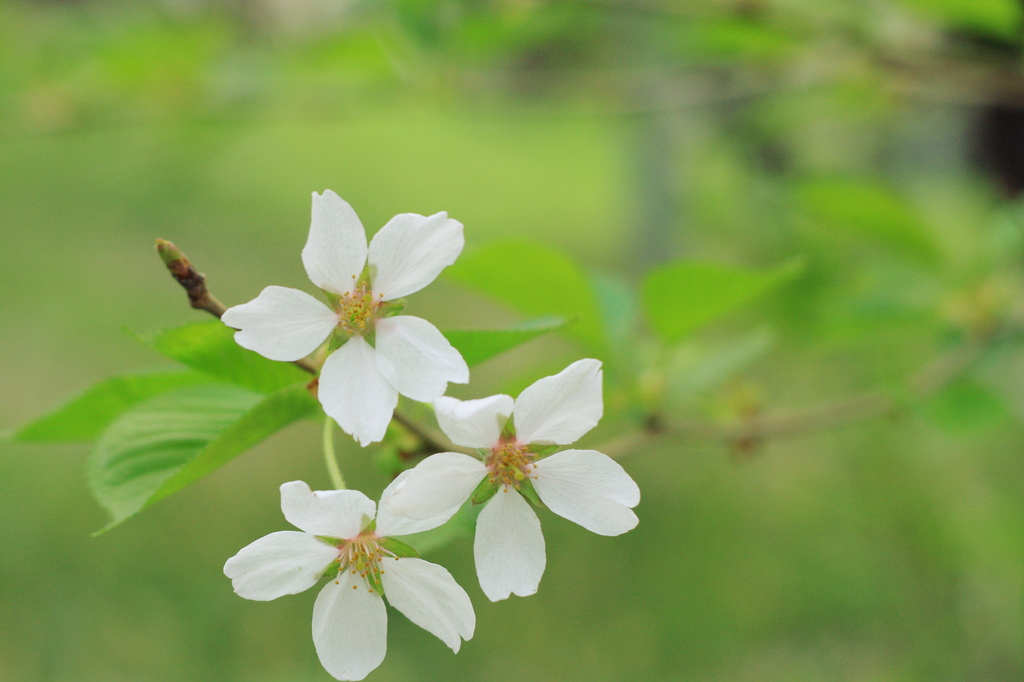 葉桜