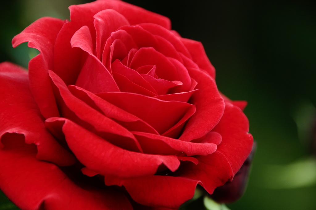東沢バラ公園の薔薇