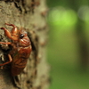 セミの幼虫