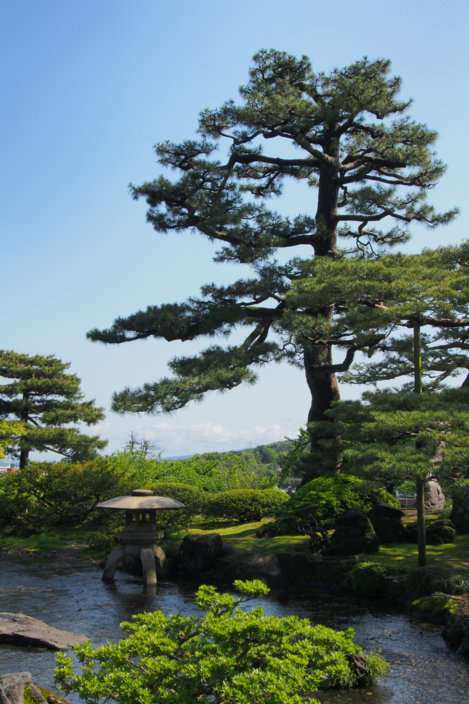 朝の兼六園