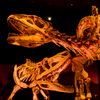 Fighting Dinosaurs