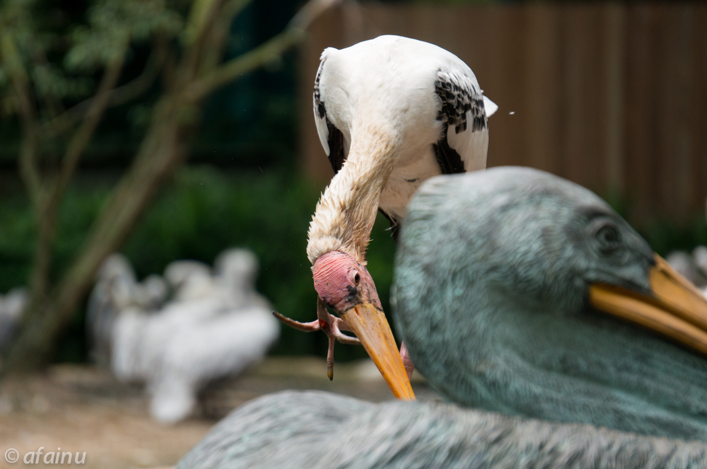 Pelican on Pelican