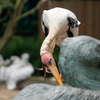 Pelican on Pelican
