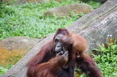 Feeding the Baby