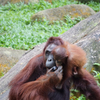 Feeding the Baby