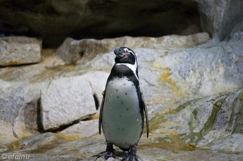 Meditating Penguin