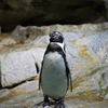Meditating Penguin