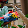 Whispering Parrot