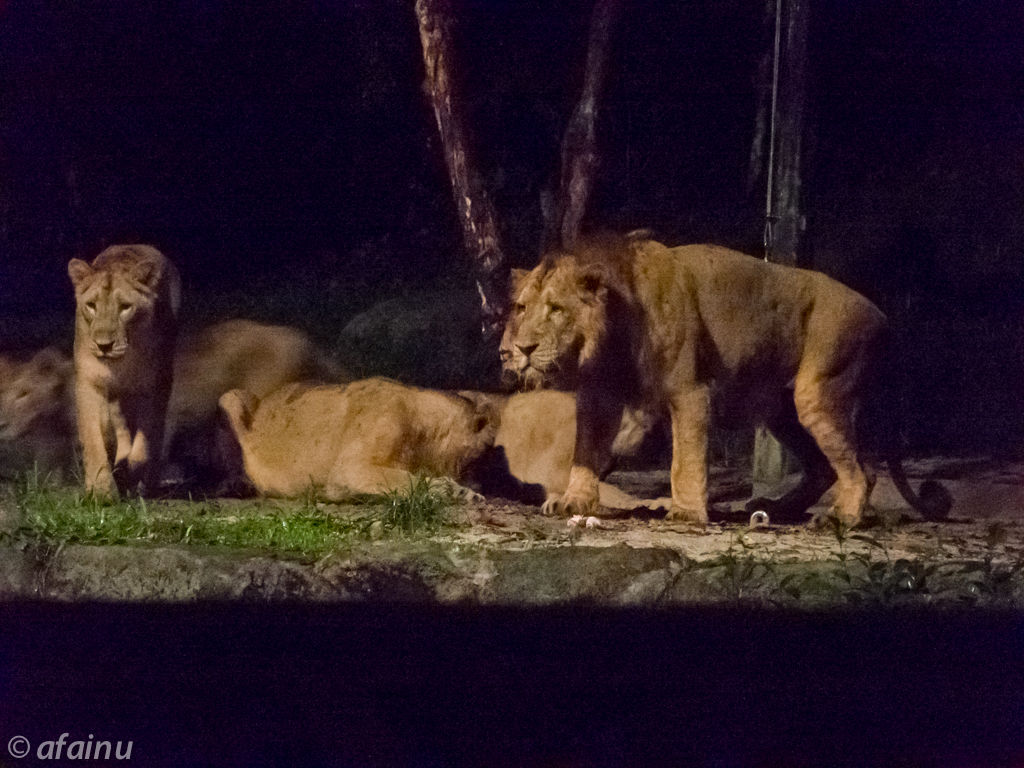 Hungry Lions