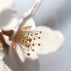 桜の横顔