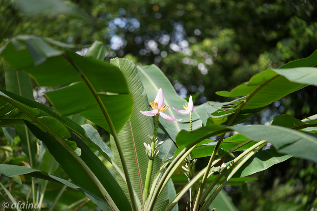 花バナナ