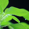 雨粒と緑の輝き